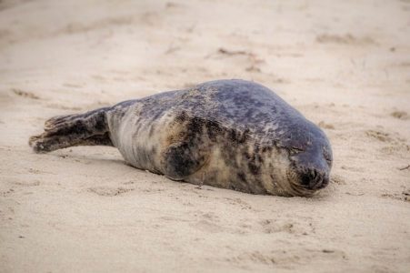Opnieuw een zeehond strand Noordwijk