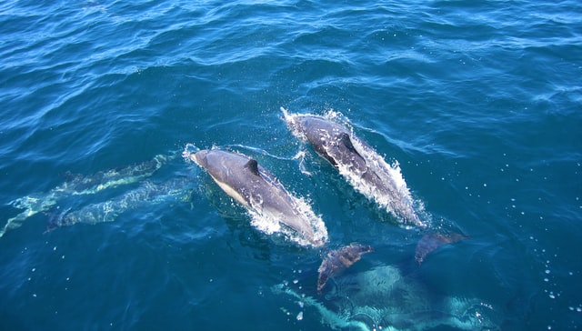 prototype Haringen schuld 2 dolfijnen aangespoeld en overleden aan Zeeuwse kust - Strand Nederland