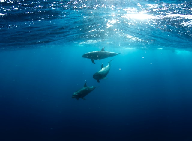 Voor de bruinvis, het verlegen neefje van de dolfijn, dreigt in elke hoek gevaar