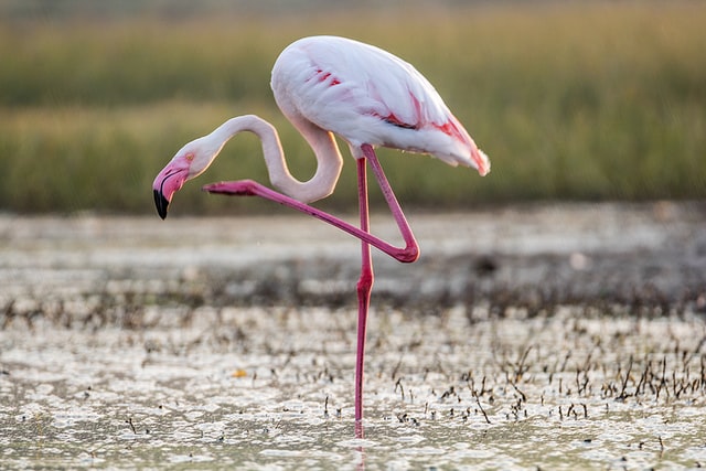 Nu ook flamingo’s in de Zevenhuizerplas bij strand Nesselande gespot!