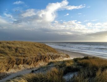 Tiental dode jan-van-gents aangespoeld op Texels strand
