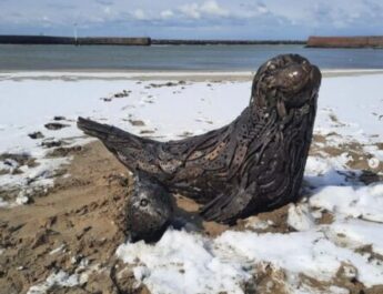 Niet wat het lijkt: ‘verstijfde’ moeder zeehond en jong op strand van Scheveningen