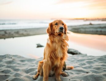 Op deze plekken mag je in de zomermaanden wel met de hond naar het strand