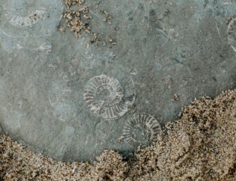 Doggerland – fossielen zoeken op het strand