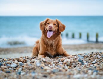 5 stranden waar je hond óók in de zomer los mag lopen