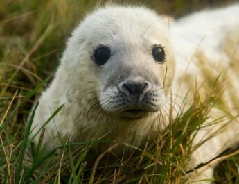 Zeehondencentrum Pieterburen vangt eerste pup van winterseizoen op