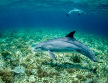 Dode dolfijn aangespoeld op strand in Scheveningen