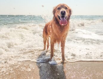 LET OP: Honden vanaf vandaag beperkt toegestaan op Haagse stranden